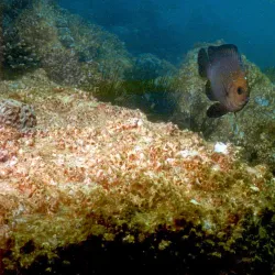 Snoopy Island - Al Fujayrah