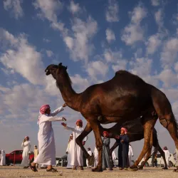 Al Dhafra Festival - Al Gharbia