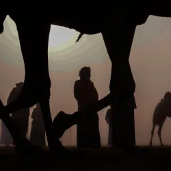 Al Dhafra Festival - Al Gharbia