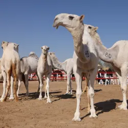 Al Dhafra Festival - Al Gharbia