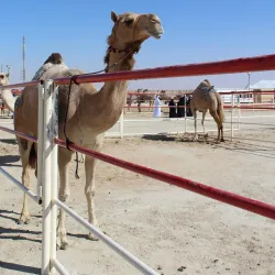 Al Dhafra Festival - Al Gharbia