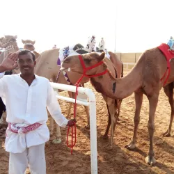 Camel Racing Tracks - Al Gharbia