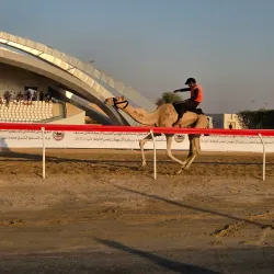 Camel Racing Tracks - Al Gharbia