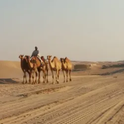 Liwa Oasis - Al Gharbia