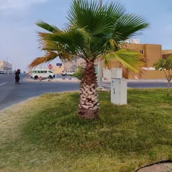 Madinat Zayed - Al Gharbia