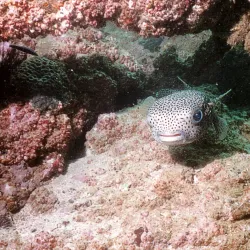 Snoopy Island - Fujairah