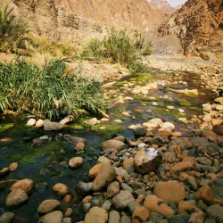 Wadi Wurayah National Park - Fujairah