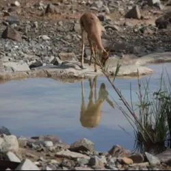Al Hefaiyah Mountain Conservation Centre - Kalba