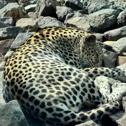 Al Hefaiyah Mountain Conservation Centre - Kalba