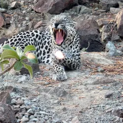 Al Hefaiyah Mountain Conservation Centre - Kalba