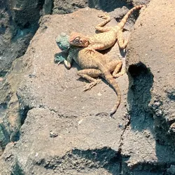 Al Hefaiyah Mountain Conservation Centre - Kalba