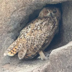 Al Hefaiyah Mountain Conservation Centre - Kalba