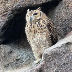Al Hefaiyah Mountain Conservation Centre - Kalba