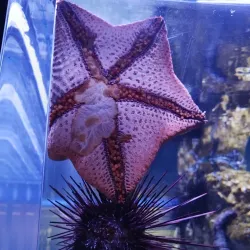 Al Qurm Nature Reserve - Kalba