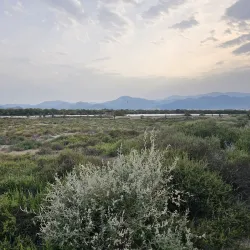 Al Qurm Nature Reserve - Kalba
