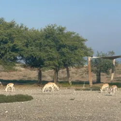 Al Qurm Nature Reserve - Kalba