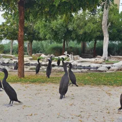 Al Qurm Nature Reserve - Kalba