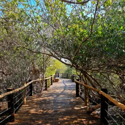 Kalba Mangrove Reserve - Kalba