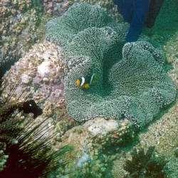 Snoopy Island - Kalba