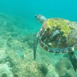 Snoopy Island - Kalba