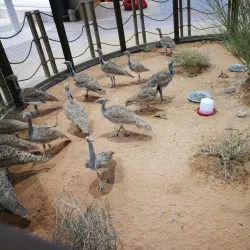 Abu Dhabi National Exhibition Centre (ADNEC) - Mussaffah (Muṣaffah)