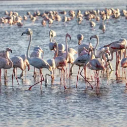 Al Wathba Wetland Reserve - Mussaffah (Muṣaffah)