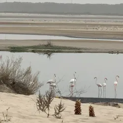 Al Wathba Wetland Reserve - Mussaffah (Muṣaffah)