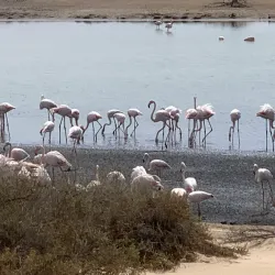 Al Wathba Wetland Reserve - Mussaffah (Muṣaffah)