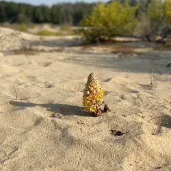 Al Wathba Wetland Reserve - Mussaffah (Muṣaffah)