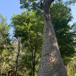 Al Noor Island - Sharjah