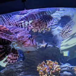 Sharjah Aquarium - Sharjah