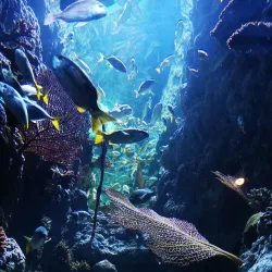 Sharjah Aquarium - Sharjah