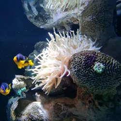 Sharjah Aquarium - Sharjah