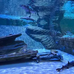 Sharjah Aquarium - Sharjah