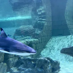 Sharjah Aquarium - Sharjah