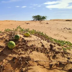 Al Dur Archaeological Site - Umm Al Quwain
