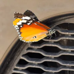 Al Rafaah Beach - Umm Al Quwain