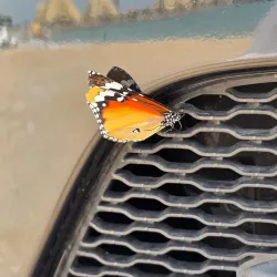 Al Rafaah Beach - Umm Al Quwain