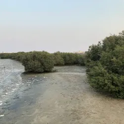 Umm Al Quwain Mangroves - Umm Al Quwain
