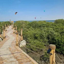 Umm Al Quwain Mangroves - Umm Al Quwain