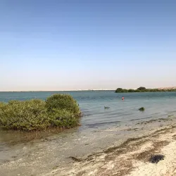 Umm Al Quwain Mangroves - Umm Al Quwain