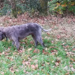 Aberdare Golf Club - Aberdare