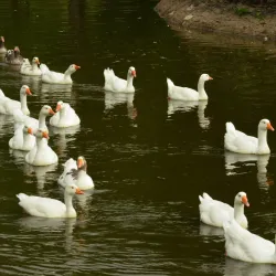 Aberdare Park - Aberdare