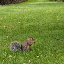 Aberdare Park - Aberdare