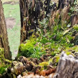 Dare Valley Country Park - Aberdare