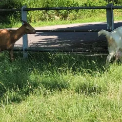 Dare Valley Country Park - Aberdare