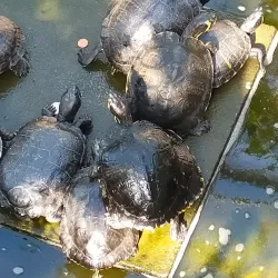 Duthie Park - Aberdeen