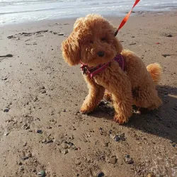 Abersoch Golf Club - Abersoch