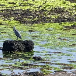 Llyn Peninsula Coastal Path - Abersoch