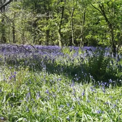 Penglais Nature Park - Aberystwyth